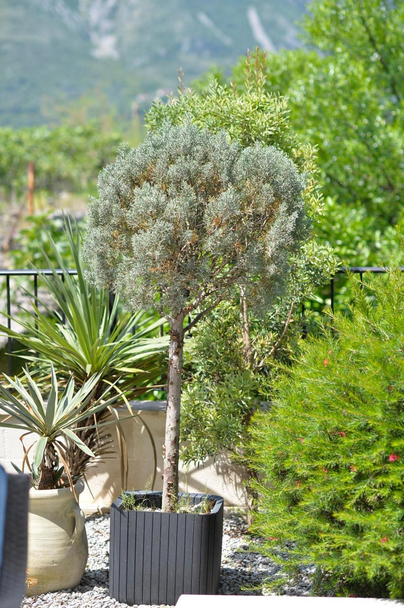 Boka Blue Dobrota דירה